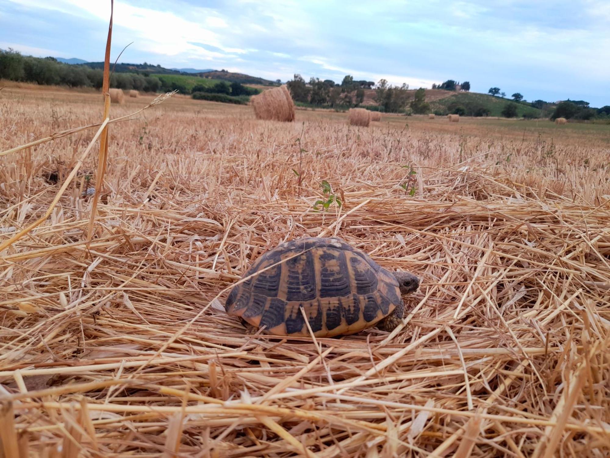 Agriturismo La Sorgente Fonteblanda Dış mekan fotoğraf